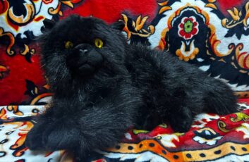 Черный кот Салем