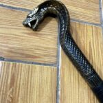 Трость (кобра) 1