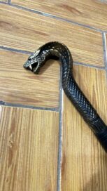 Трость (кобра) пластик