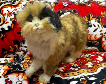 Рыжая кошка